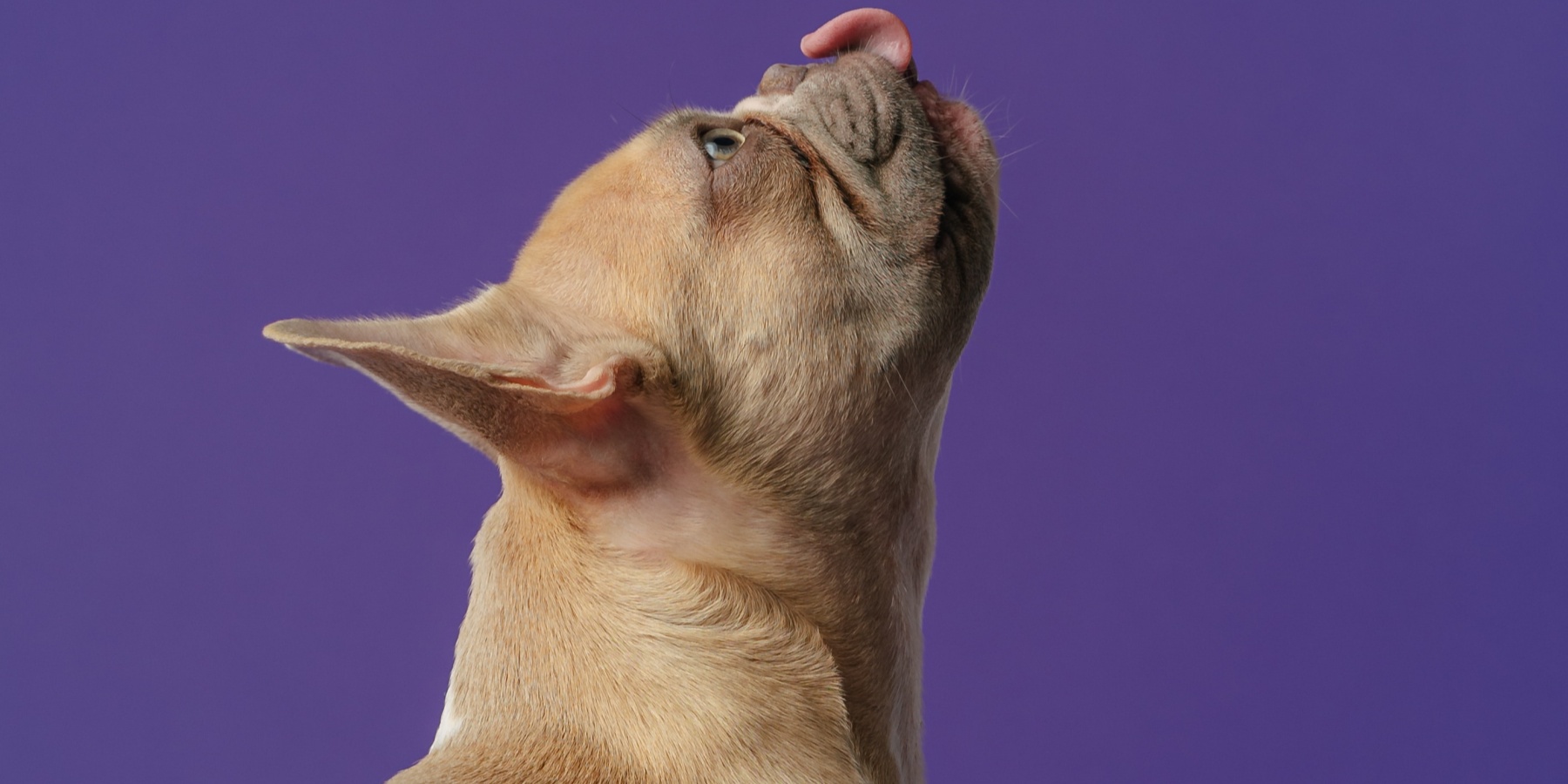 Dog Yawn: Is It Emotionally Linked?